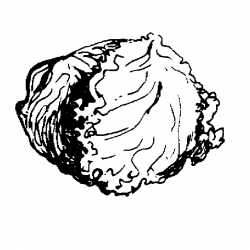 Free Lettuce Cliparts, Download Free Clip Art, Free Clip Art ...