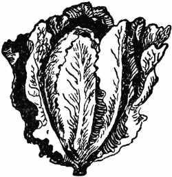 Free Lettuce Cliparts, Download Free Clip Art, Free Clip Art ...