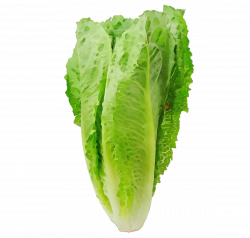 Romaine lettuce Health Pregnancy Food Eating - png download ...