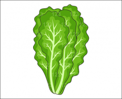 Cute head of lettuce clipart - Clip Art Library