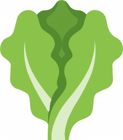 Lettuce Clipart Outline Lettuce Icon Png - Clip Art Library