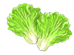 Free Lettuce Clipart Pictures - Clipartix