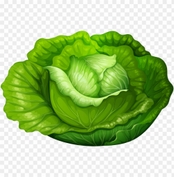 lettuce clipart single vegetable - lettuce clipart PNG image ...