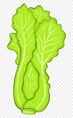 Lettuce Vegetables Food Organic Png Image - Lettuce Clip Art ...