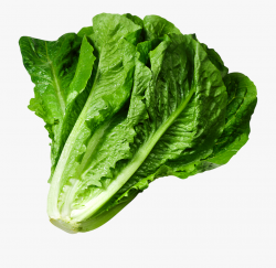 Head Of Romaine Lettuce #305789 - Free Cliparts on ClipartWiki