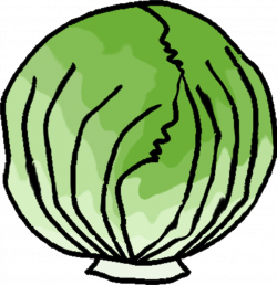 Free Head Of Lettuce Transparent, Download Free Clip Art ...