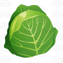 Lettuce clipart vector, Lettuce vector Transparent FREE for ...