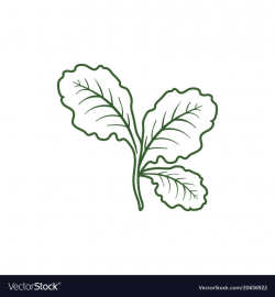 Leaf lettuce icon