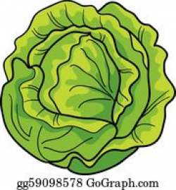 Lettuce Clip Art - Royalty Free - GoGraph