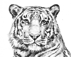 Free Realistic Lion Cliparts, Download Free Clip Art, Free ...
