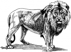 Free African Lion Cliparts, Download Free Clip Art, Free ...