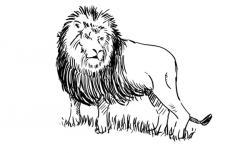 Lion Sketch Black And White at PaintingValley.com | Explore ...