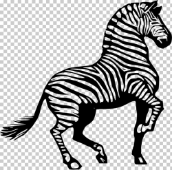 Zebra Black and white , Realistic Lion s PNG clipart | free ...