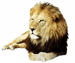 Realistic Lion Cliparts - Cliparts Zone