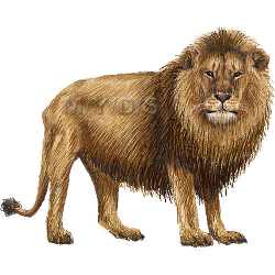 Free African Lion Cliparts, Download Free Clip Art, Free Clip Art on ...