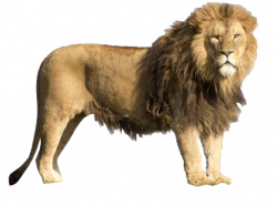 Realistic Zoo Animals Clipart Png Images