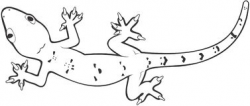 Lizard clipart black and white 5 » Clipart Station