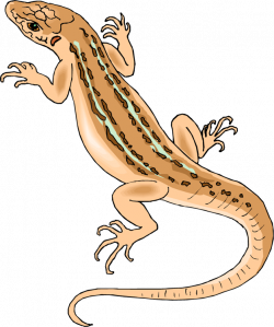 Free Lizard Cliparts, Download Free Clip Art, Free Clip Art ...