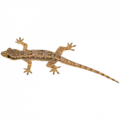 Brown Lizard transparent PNG - StickPNG