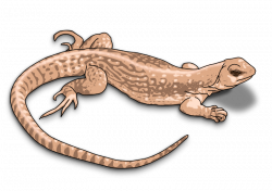 Free Lizard Cliparts, Download Free Clip Art, Free Clip Art ...