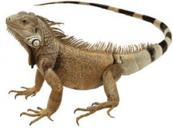 Clip Art Of An Iguana | Clipart | Pinterest | Iguanas, Clip ...