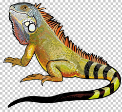 Green iguana Lizard , Iguana File, brown bearded dragon ...