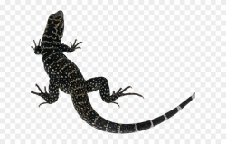 Monitor Lizard Clipart Lizard Tail - Lizard Silhouette - Png ...