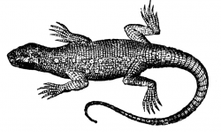 Free Lizard Images, Download Free Clip Art, Free Clip Art on ...
