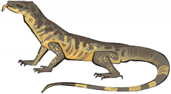 Monitor Lizard Drawing | Free download best Monitor Lizard ...