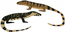Giant monitor lizard clipart images gallery for free ...