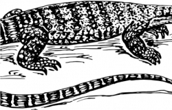 Monitor Lizard Clipart Hole - Monitor Lizard Drawing ...