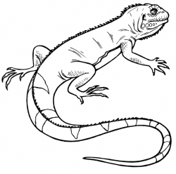 Lizard clipart black and white #2 | Clipart black, white ...