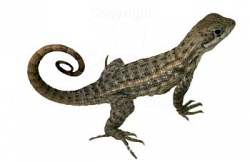Lizard clipart 7 2 - ClipartPost