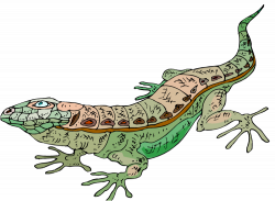 download-lizard-PNG-transparent-images-transparent ...