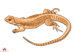 Free Lizard Cliparts, Download Free Clip Art, Free Clip Art ...