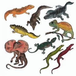 Bundle Fish Amphibians and Reptiles - Semi - Realistic Clip ...