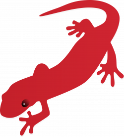 Lizard clipart salamander, Lizard salamander Transparent ...