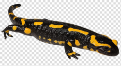 Newt Fire salamander Spotted salamander Spring salamander ...