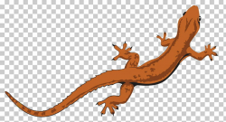 Lizard Salamander Reptile graphics, lizard PNG clipart ...