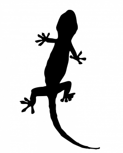 Gecko,lizard,animal,black,silhouette - free image from ...