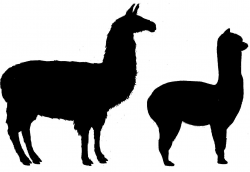 Dear Public, Please learn the difference between alpacas and llamas ...