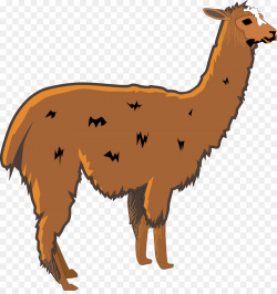Llama Wildlife png download - 1969*2076 - Free Transparent Llama png ...