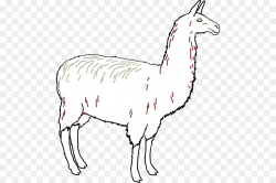 Illustration, Wildlife, Goats, transparent png image & clipart free ...