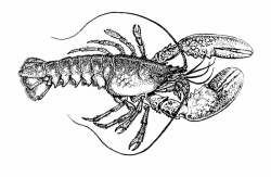 Lobster Png - Lobster Clipart Black And White - lobster png ...