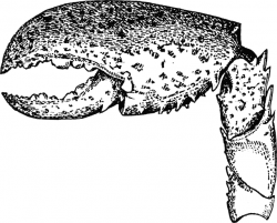 Lobster Claw | ClipArt ETC