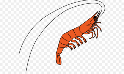 Shrimp Cartoon clipart - Shrimp, Fish, transparent clip art