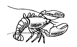 Free Lobster Cliparts, Download Free Clip Art, Free Clip Art ...