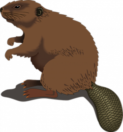 Beaver, Wood, Standing, Tail, Log | Beaver pictures, Animals ...