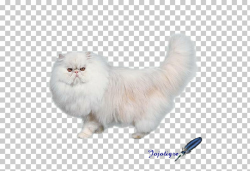 Persian cat Asian Semi-longhair British Semi-longhair Cymric ...