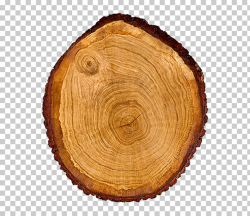 Tree Wood Trunk Cross section Dendrochronology, Oak tree ...